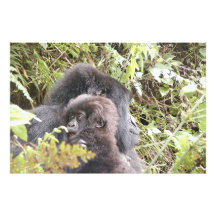 Bébé de gorille de montagne (3 : 2 rapport) jusqu' photographies