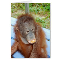 Bébé d'orang-outan : l'amour 2 mangent des oranges cartes de vœux