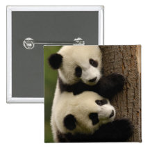 Bébés de panda géant (melanoleuca d'Ailuropoda) 2 Badges