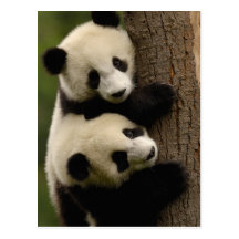 Bébés de panda géant (melanoleuca d'Ailuropoda) 2 Carte Postale