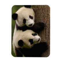 Bébés de panda géant (melanoleuca d'Ailuropoda) 2 Magnets Souples