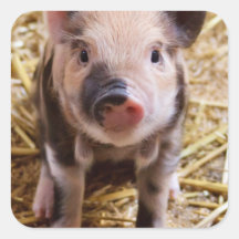 Bébés mignons de basse-cour d'animaux de ferme de  autocollants