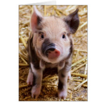 Bébés mignons de basse-cour d'animaux de ferme de  carte de vœux