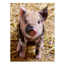 Bébés mignons de basse-cour d'animaux de ferme de  carte postale