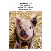 Bébés mignons de basse-cour d'animaux de ferme de  cartes de visite professionnelles