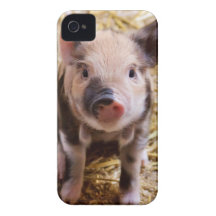 Bébés mignons de basse-cour d'animaux de ferme de  coque Case-Mate iPhone 4