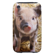 Bébés mignons de basse-cour d'animaux de ferme de  étui iPhone 3 tough 