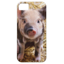 Bébés mignons de basse-cour d'animaux de ferme de  coque iPhone 5 Case-Mate