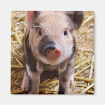 Bébés mignons de basse-cour d'animaux de ferme de  magnets pour réfrigérateur