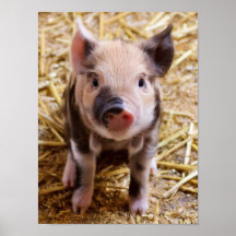 Bébés mignons de basse-cour d'animaux de ferme de  poster