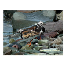 Bécasseau de Turnstone vermeil Cartes Postales