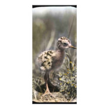 Bécasseau repéré carte double en  couleur