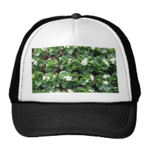 Bégonia à la crèche de gouvernement municipal de T Casquette