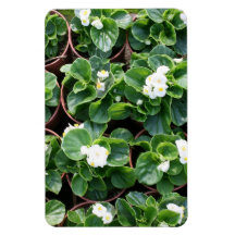 Bégonias Magnet Souple