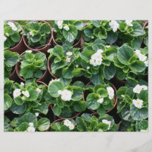 Bégonias Prospectus Avec Motif