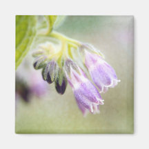 Bel aimant pourpre de carré de fleur de Bells…