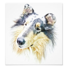Bel art approximatif de chien de colley impressions photo