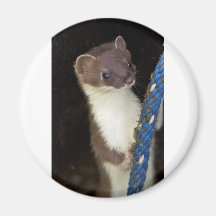 Belette, Court-coupée la queue Magnets