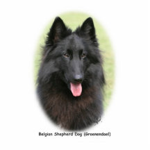 Belg Shep 9Y387D-053 Photos En Relief