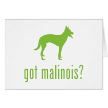 Belge Malinois Cartes De Vœux