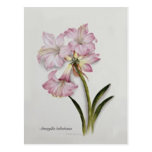Belladone d'amaryllis carte postale