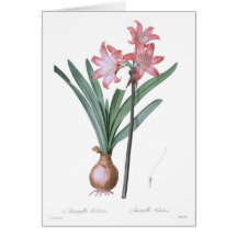 Belladone d'amaryllis cartes de vœux