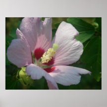 Belle affiche de fleur