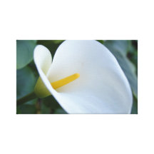 Belle calla blanche Lilly, photo : DanielleArtmann Impression Sur Toile