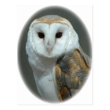 Belle carte postale de hibou
