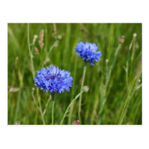 Belle conception bleue de fleur de pré de bleuets carte postale