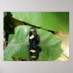Belle copie de papillon posters