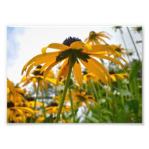Belle copie de photo du tournesol 7x5