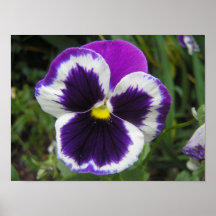 Belle fleur affiches