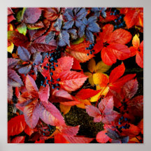 Belle toile vibrante de feuille d'automne poster