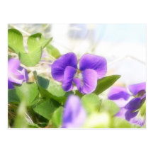 Belle violette de ressort carte postale
