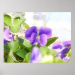 Belle violette de ressort affiche