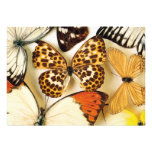 Belles invitations de collection de papillon