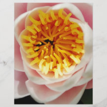 Belles plante/fleur nenufar prospectus