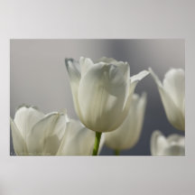 Belles tulipes blanches de ressort affiche