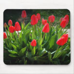 Belles tulipes rouges tapis de souris