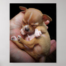 Bénédiction de chiot de chiwawa affiches