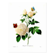 Bengale de Rosa Carte Postale