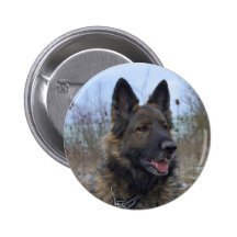 Berger allemand Noir-sellé magnifique Pin's