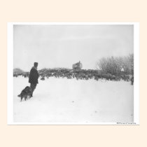 Berger et chien au camp de moutons posters