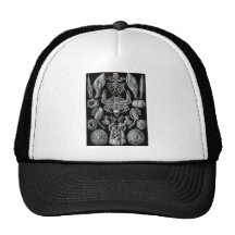 Bernaches Casquettes