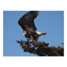 BERTF Eagle chauve prêt à se sauver Impressions Photographiques