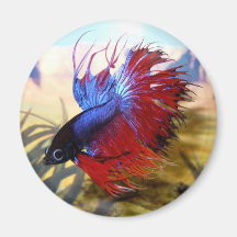 Bêtas poissons magnets pour réfrigérateur