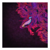 Bêtas poissons roses, pourpres, et bleus lumineux photo