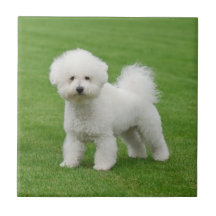 Bichon Frise Carreau