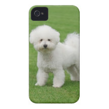 Bichon Frise Étuis iPhone 4